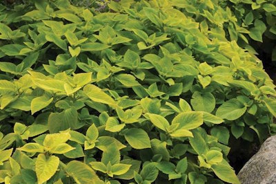 Ball Horticultural Company