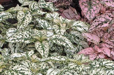 Ball Horticultural Company