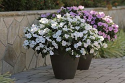 interspecificimpatiens-bounce-white-16059-selecta