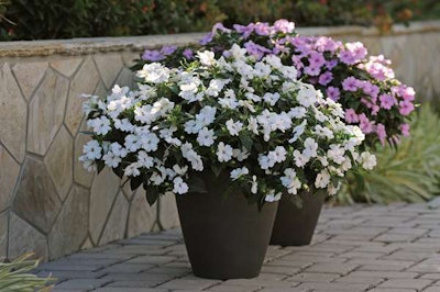Interspecific Impatiens Bounce White 16059 Selecta