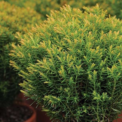 Ball Horticultural Company
