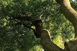 Ash Seminar Image Large