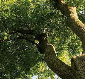 Ash Seminar Image Large