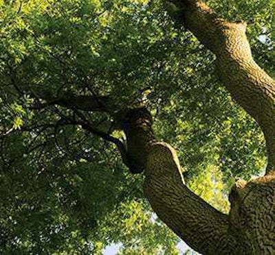 Ash Seminar Image Large