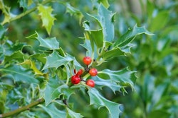 english-holly-ilex-aquifolium-common-holly-391-p-2