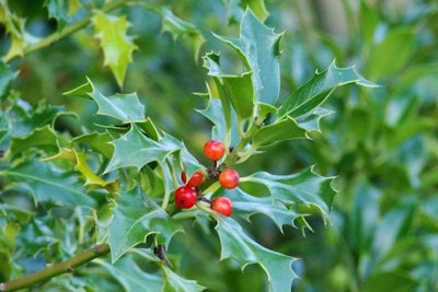 english-holly-ilex-aquifolium-common-holly-391-p-2