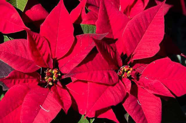 poinsettia- pixabay