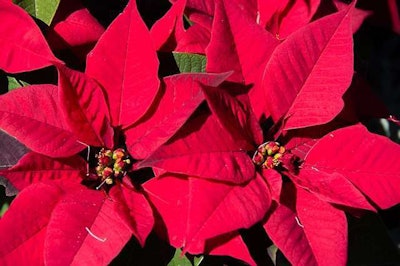 poinsettia- pixabay