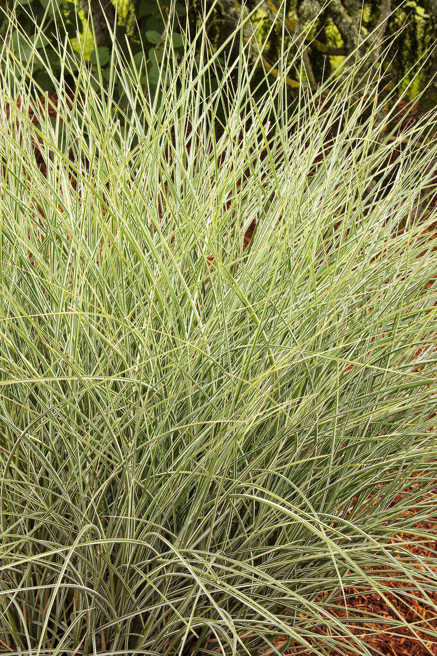 Evergreens Flowers And Shrubs Perfect For Planting On Hillsides Total Landscape Care Evergreens Flowers And Shrubs Perfect For Planting On Hillsides Total Landscape Care