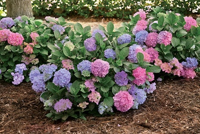 L.A. Dreamin’ Hydrangea (Hydrangea macrophylla ‘Lindsey Anne’), Photo: Ball Ornamentals