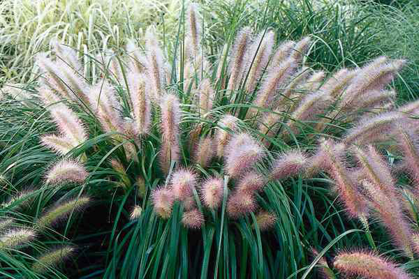 빨강 머리 분수 잔디(Pennisetum alopecuroides)|먼로비아