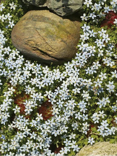 Fragrant Carpet, Pratia angular