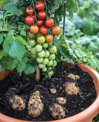 Photo: Territorial Seed Company