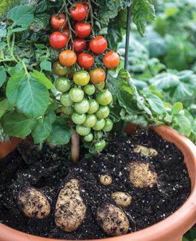 Photo: Territorial Seed Company