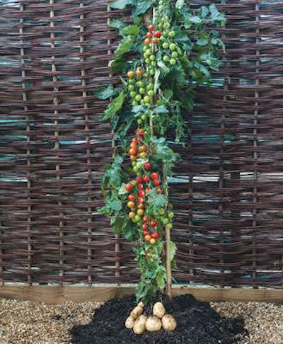 Photo: Territorial Seed Company