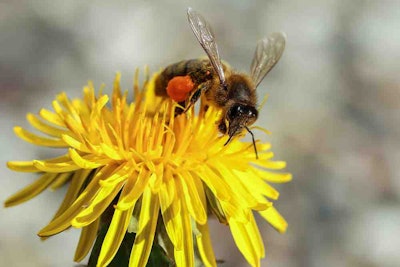 bee on a yellow flower pollenating