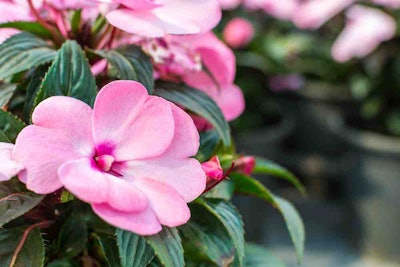 Impatiens