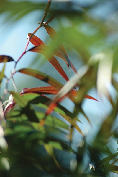Agonis flexuosa. Ball Ornamentals.