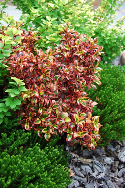 Coprosma repens. Ball Ornamentals.