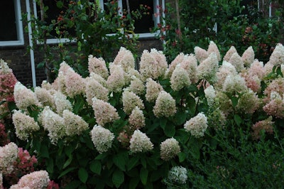 Sweet Summer Panicle Hydrangea (late Summer coloring) Hydrangea paniculata ‘Bokrathirteen’ PP#21,778. Ball Ornamentals.