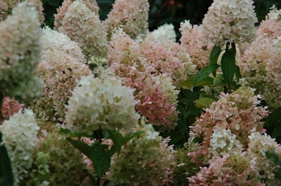 hydrangea paniculata ‘Bokrathirteen’ USPP 21,778. Ball Ornamentals.