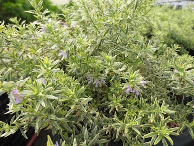 Westringia. Ball Ornamentals.