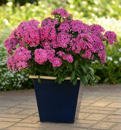 Dianthus barbatus interspecific ‘PAS970056’. Ball Ornamentals.