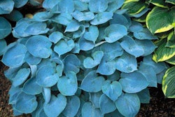 Hadspen Blue Hosta from Hosta-Store.com.