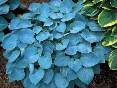 Hadspen Blue Hosta from Hosta-Store.com.