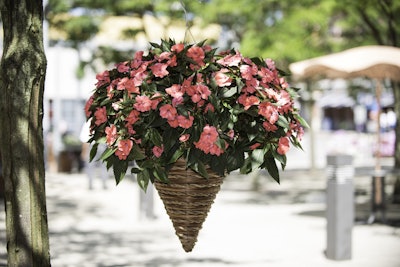 Impatiens x hybrida. Proven Winners.