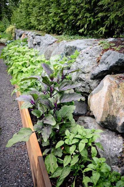 An edible bed bordered by cedar was tucked along an existing rock wall. Photo: Seattle Urban Farm Company