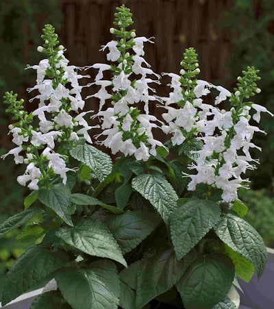Salvia coccinea. Proven Winners.