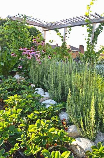 An edible landscape at a residence makes use of perennial edibles such as rosemary and strawberries. Photo: Seattle Urban Farm Company.