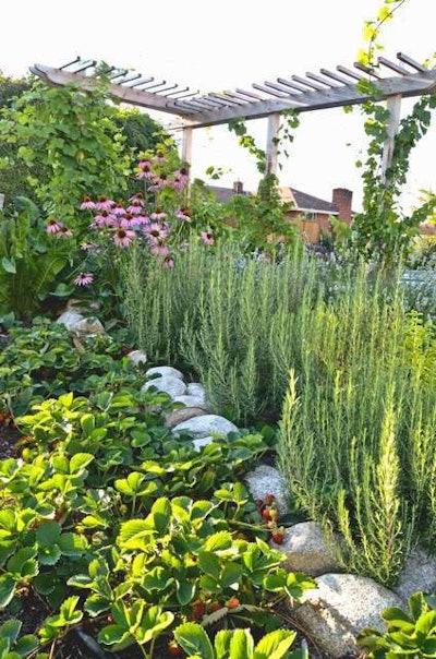 An edible landscape at a residence makes use of perennial edibles such as rosemary and strawberries. Photo: Seattle Urban Farm Company