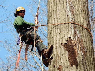 Make sure your tree care service crew is properly rigged, and wearing PPE such as a hard hat, and eye and ear protection.