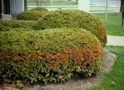 Winter damage on a yew. Photo: University of Wisconsin-Madison/Extension Plant Disease Diagnostics Clinic.