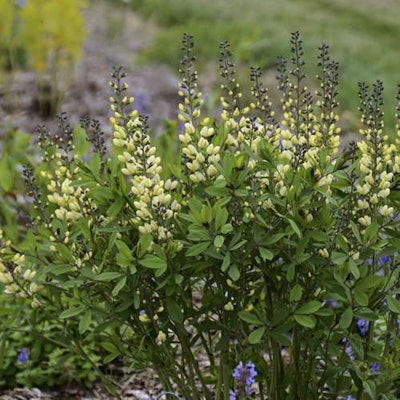 ‘Vanilla Cream’ Baptisia USPPAF. Proven Winners.
