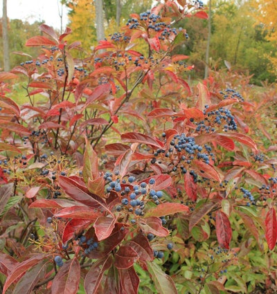 Viburnum nudum ‘Bulk’. Proven Winners.