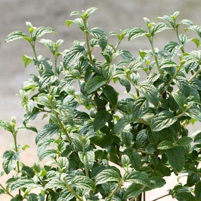 Cornus stolonifera ‘Neil Z’ PPAF. Proven Winners.