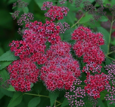 Spirea japonica ‘SMNSJMFR’ USPPAF. Proven Winners.