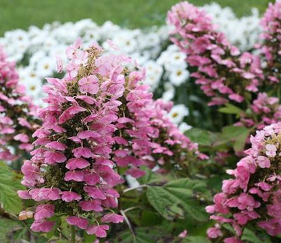Hydrangea quercifolia ‘JoAnn’ USPPAF. Proven Winners.