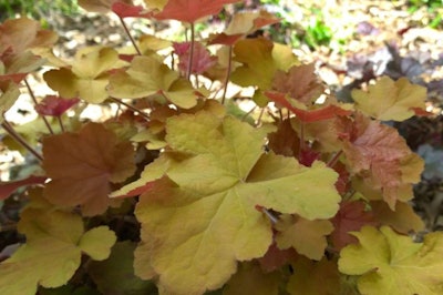 Heuchera, from Thomas and Betts.