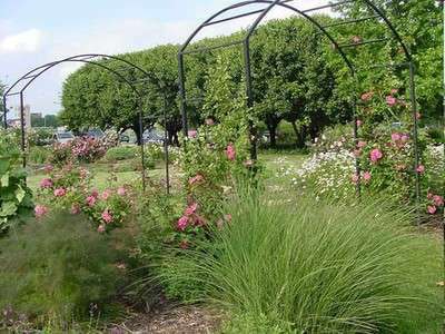 Photo: Oklahoma State University Yard and Landscape IPM.
