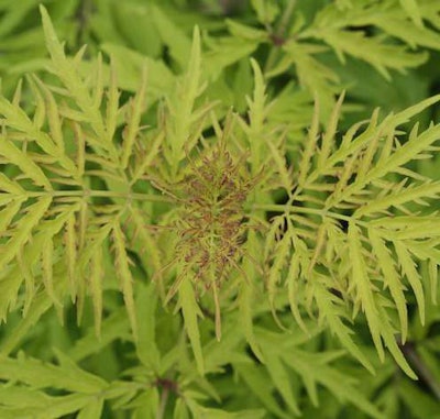 Sambucus racemosa ‘SMNSRD4’ USPPAF. Proven Winners.