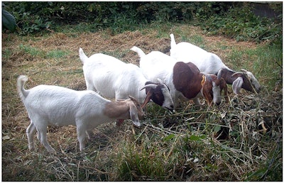 Photo: Goat Power