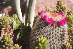 shutterstock_2564578