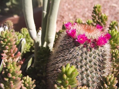 shutterstock_2564578