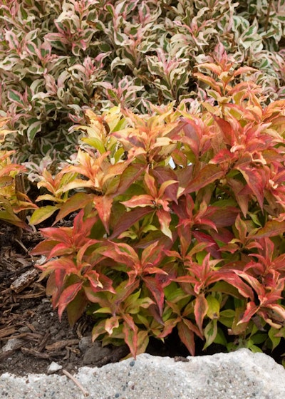 Weigela florida ‘Sunset’ USPP 23,212. Proven Winners.