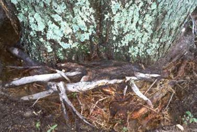 Roots girdling a red maple. Photo: Randy Cyr, Greentree, Bugwood.org.
