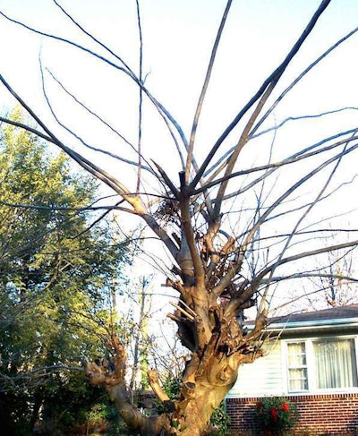 Topping damage on a mimosa. Photo: Randy Cyr, Greentree, Bugwood.org.